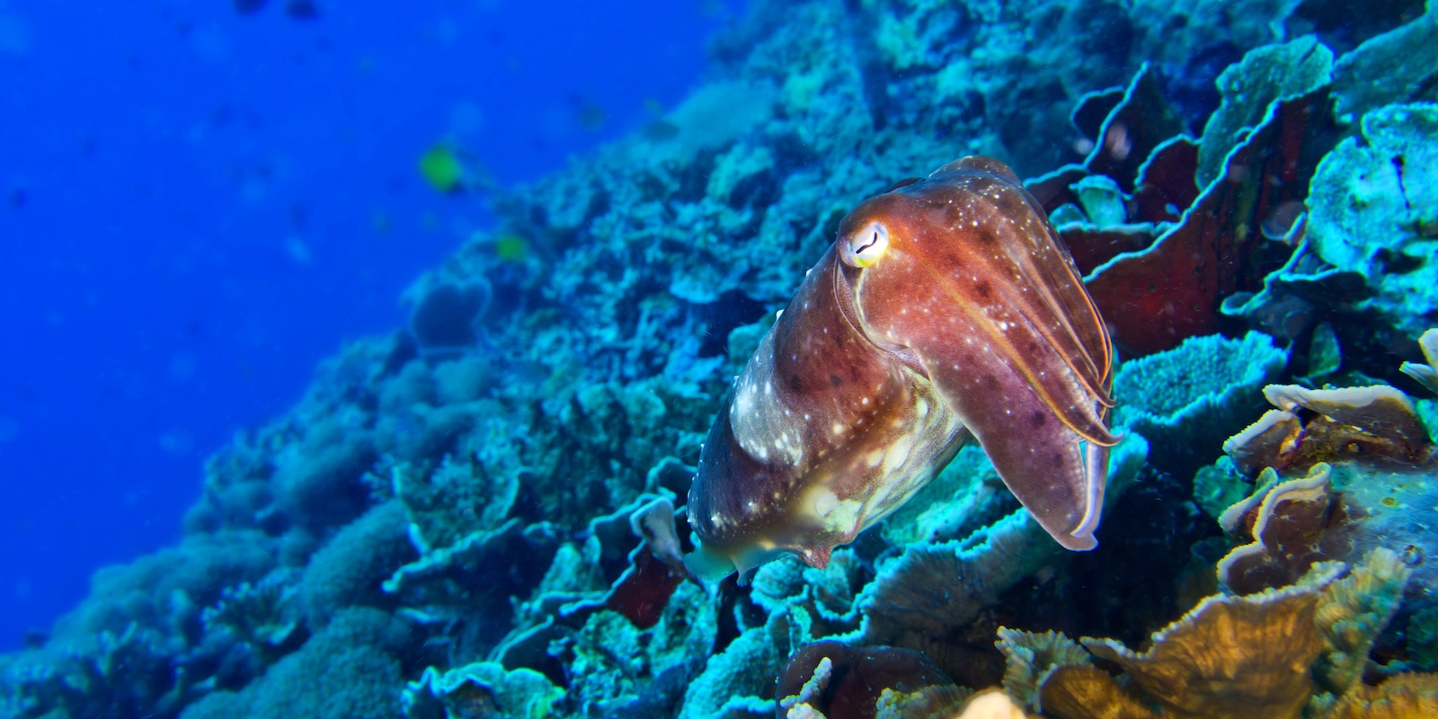 Sustainable Tourism: A Path to Environmental Responsibility - Ocean Gardener