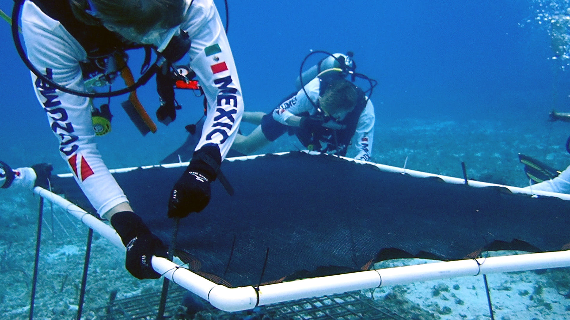 Saving the corals of the Meso-american reef