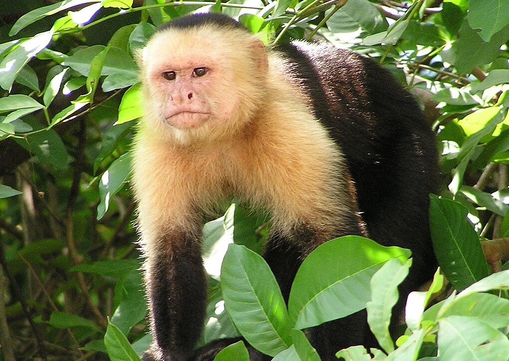 Our new member Charlie the Capuchin monkey