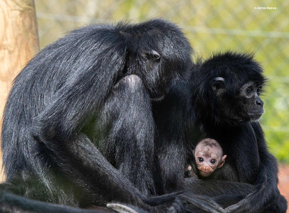 A new baby boy for Jungle Place