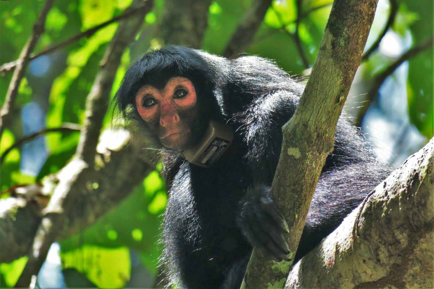 Update on the monkeys