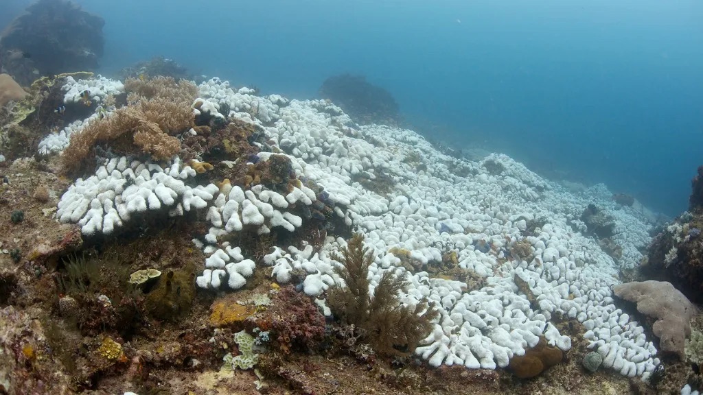 Coral bleaching in Mexico