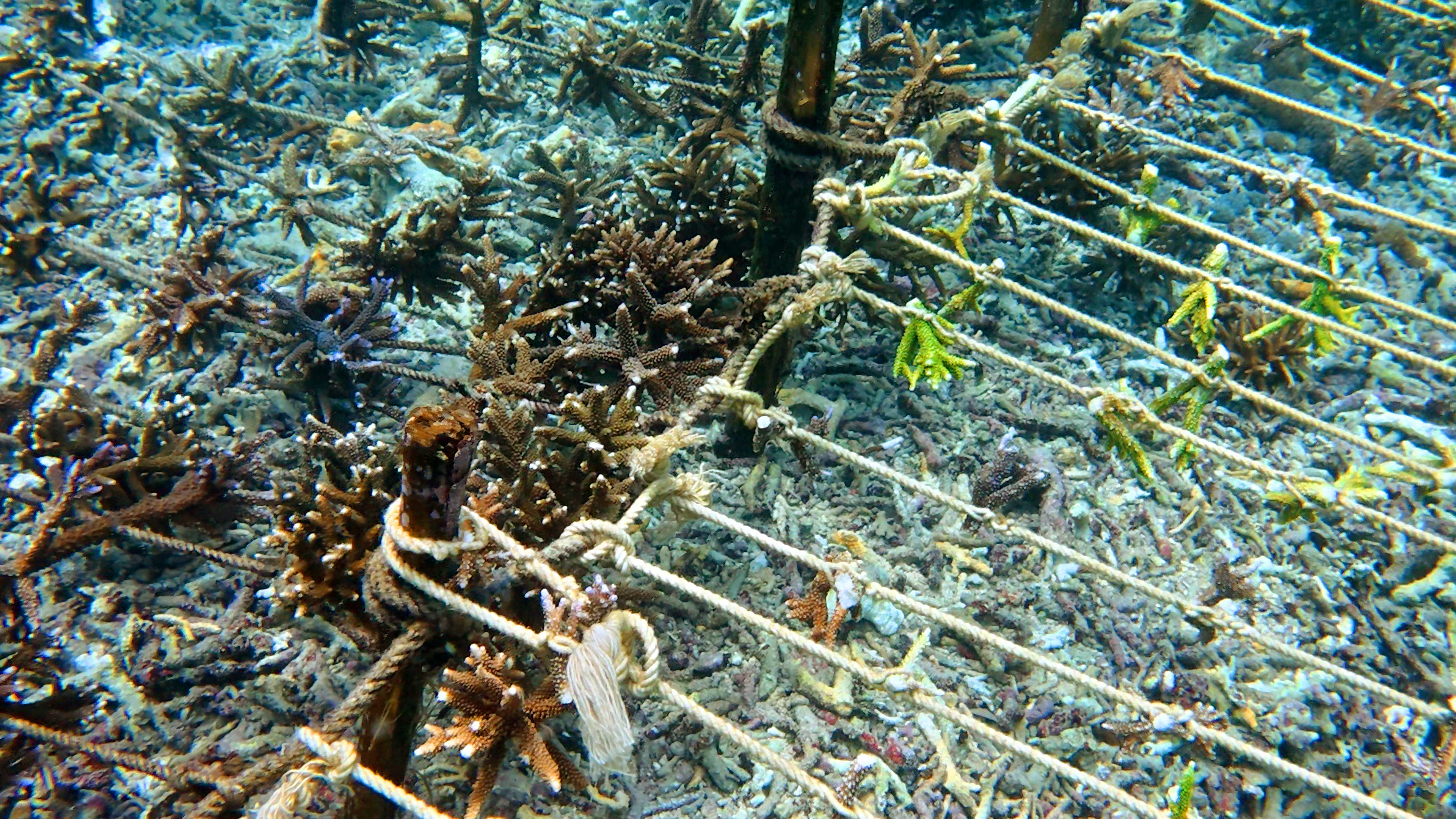 7 years into our Nusa Penida Restoration Site