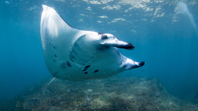 manta